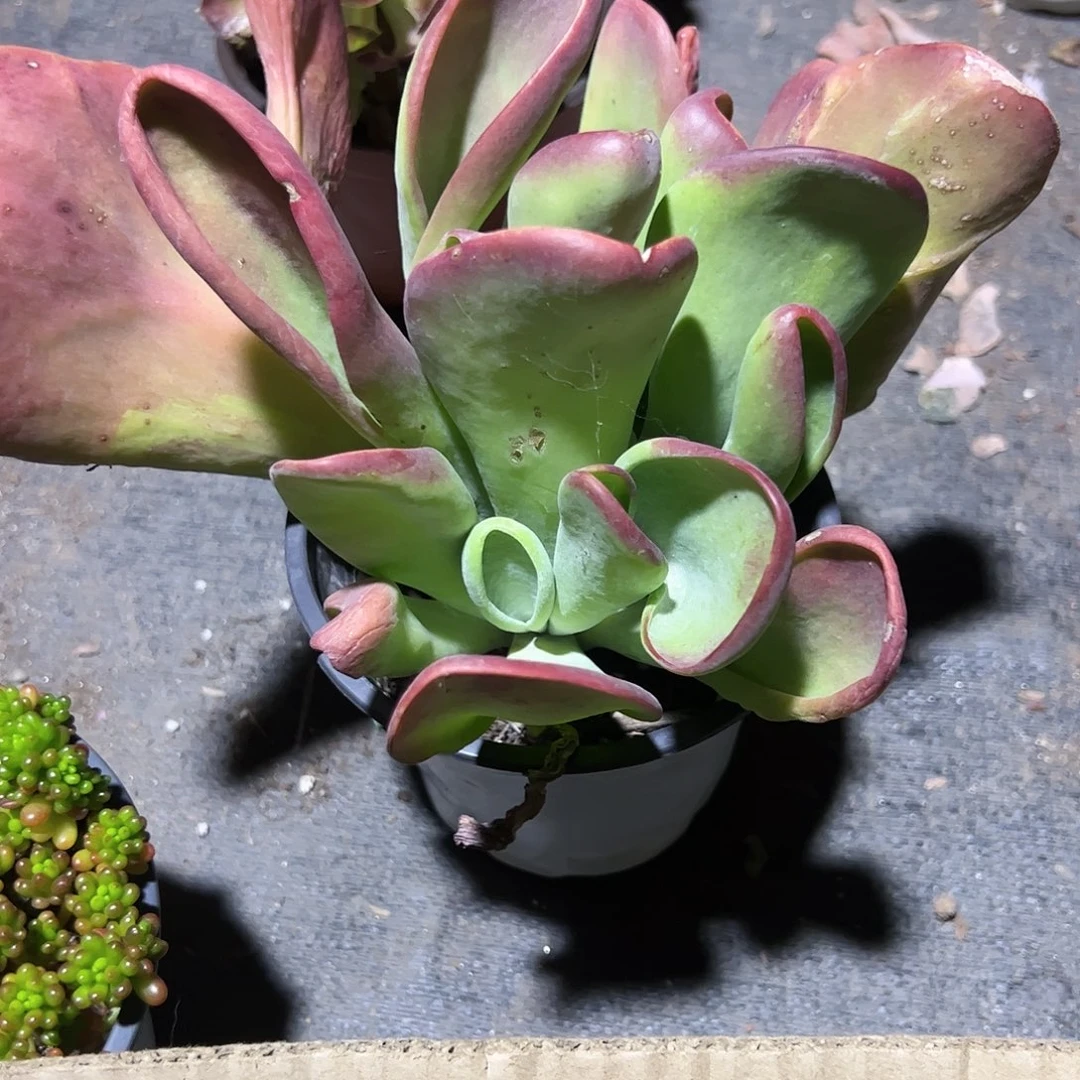 火狐狸多肉植物精品