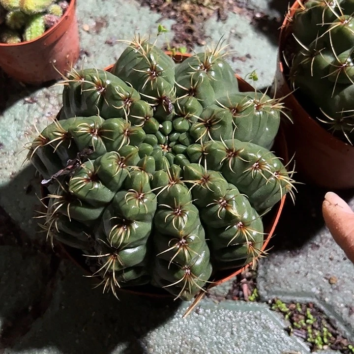 特大号绯花玉多肉植物