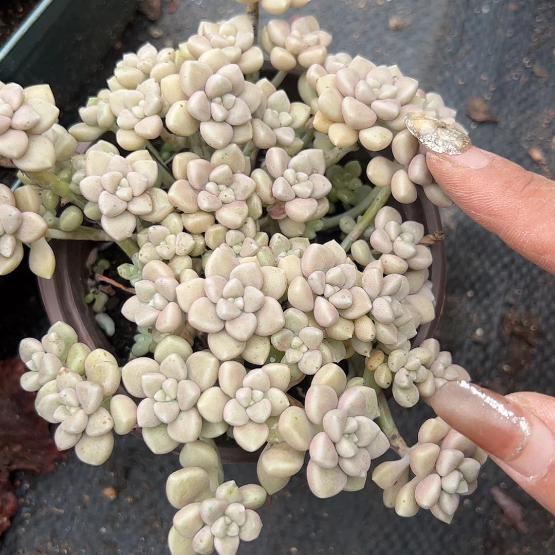 丸叶姬秋丽多肉植物