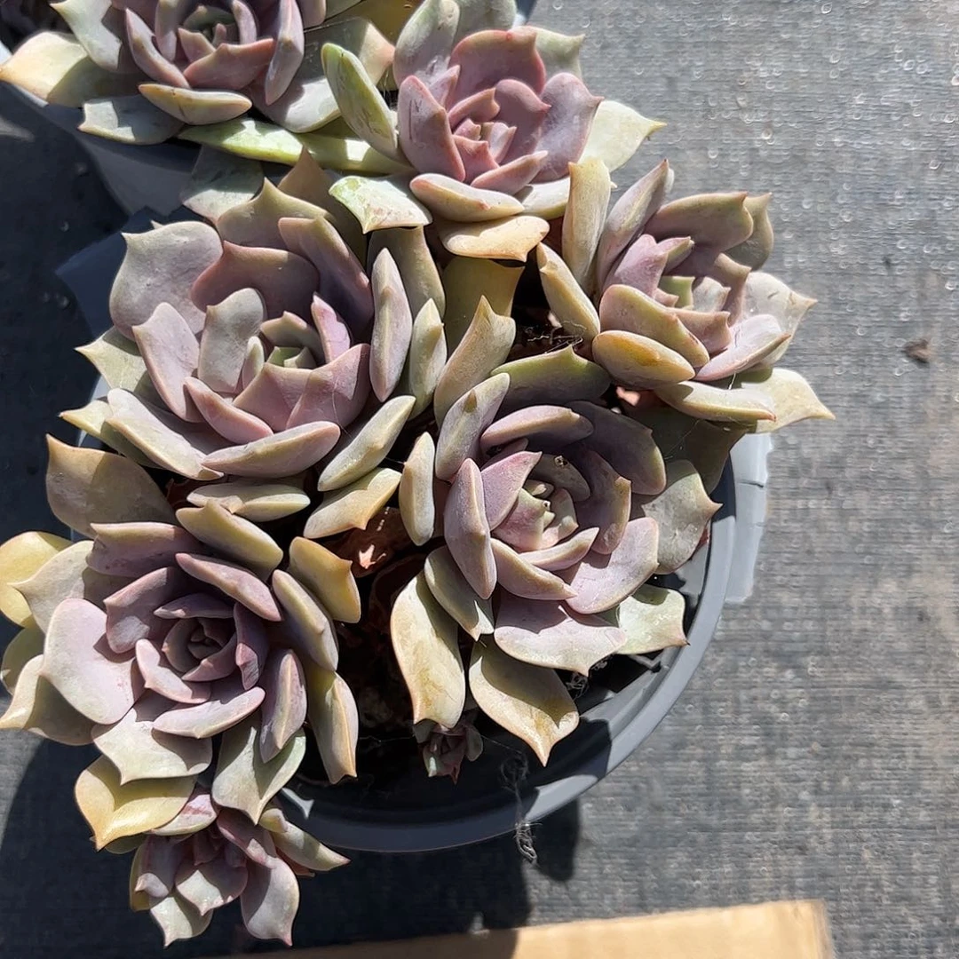 粉蝶群生多肉植物精品