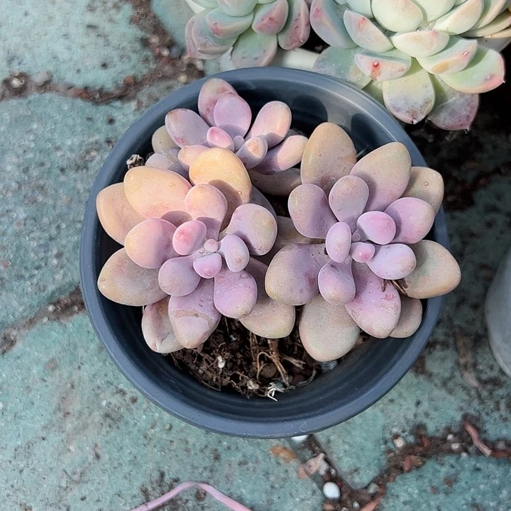 桃蛋三头多肉植物精品