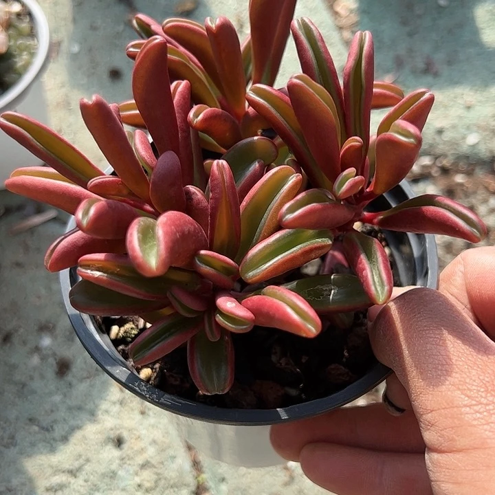 大号红背椒草多肉植物