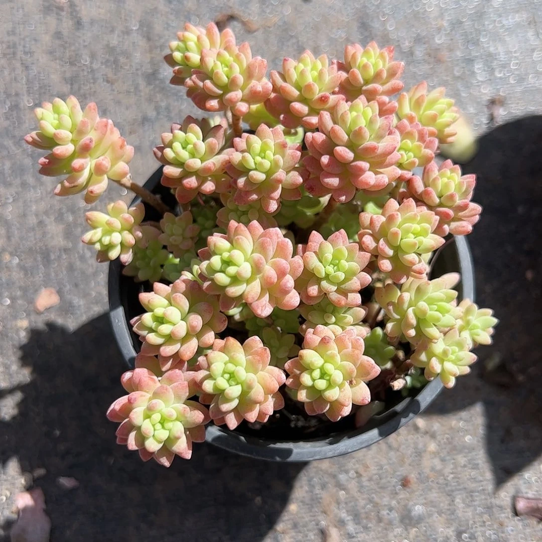 花团锦多肉植物精品
