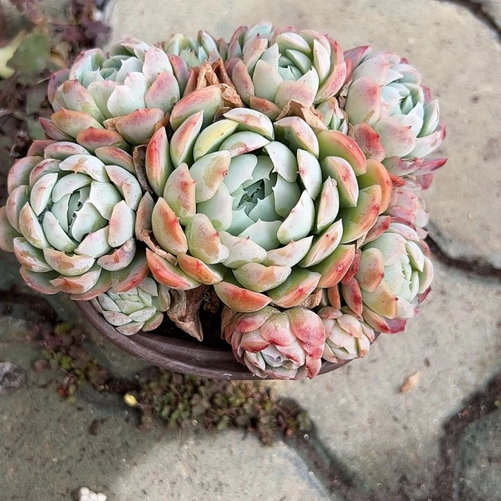 香水洛神二号多肉植物