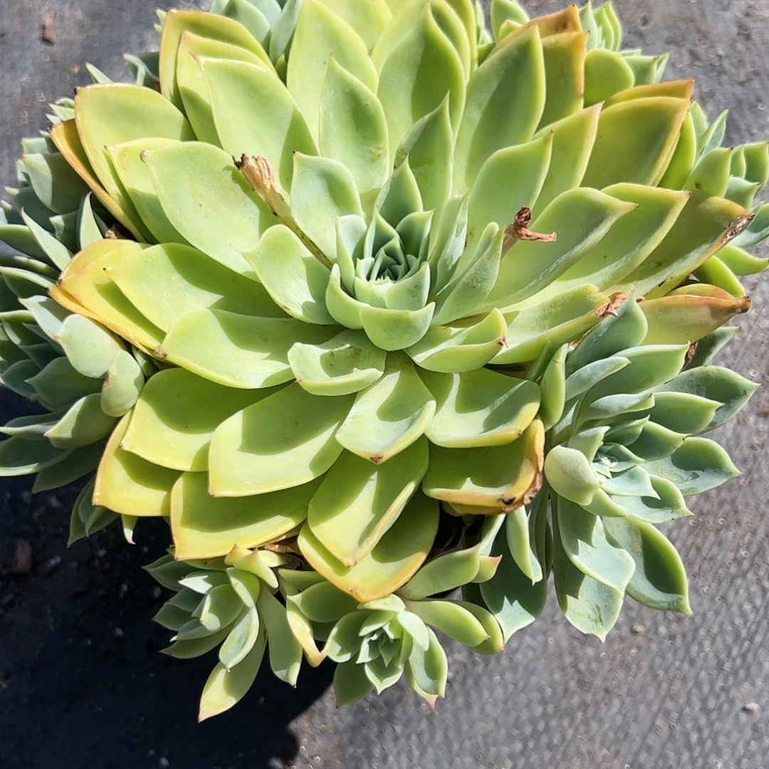 三色堇手捧多肉植物精品