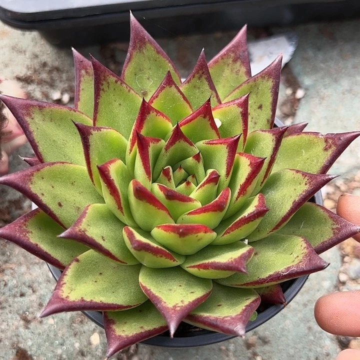 大号口红单头多肉植物