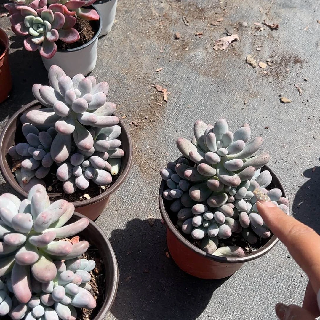 汤圆多肉植物精品
