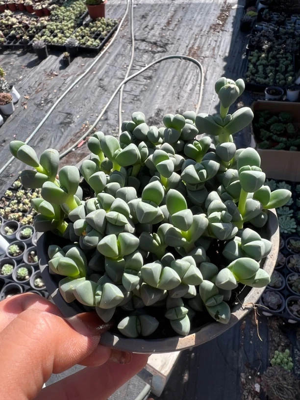 鹿角海棠多肉 开花好看