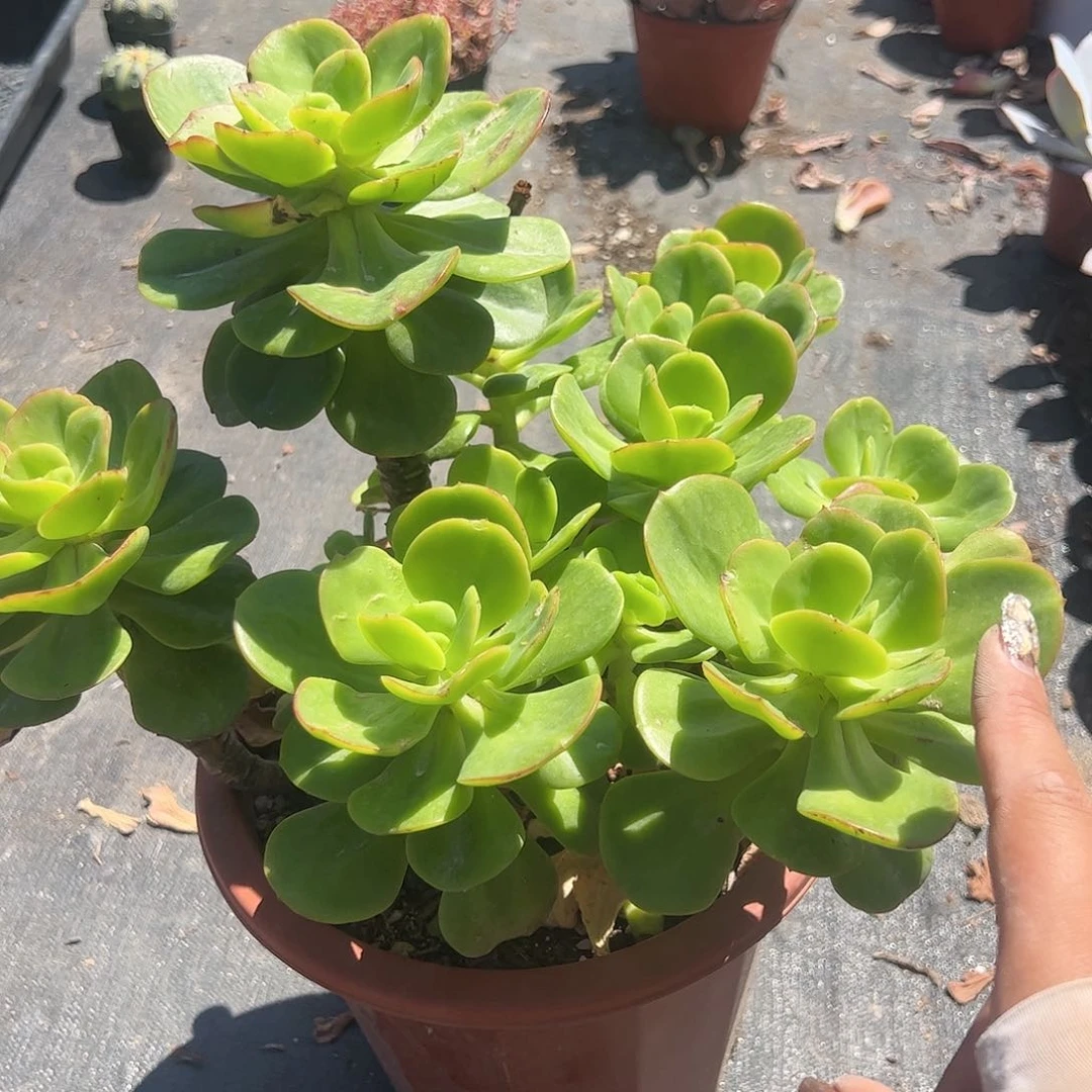 大号红梅多肉植物