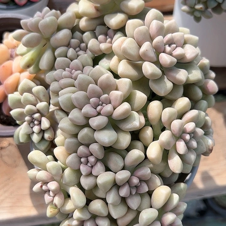 丸叶姬秋丽多头多肉植物