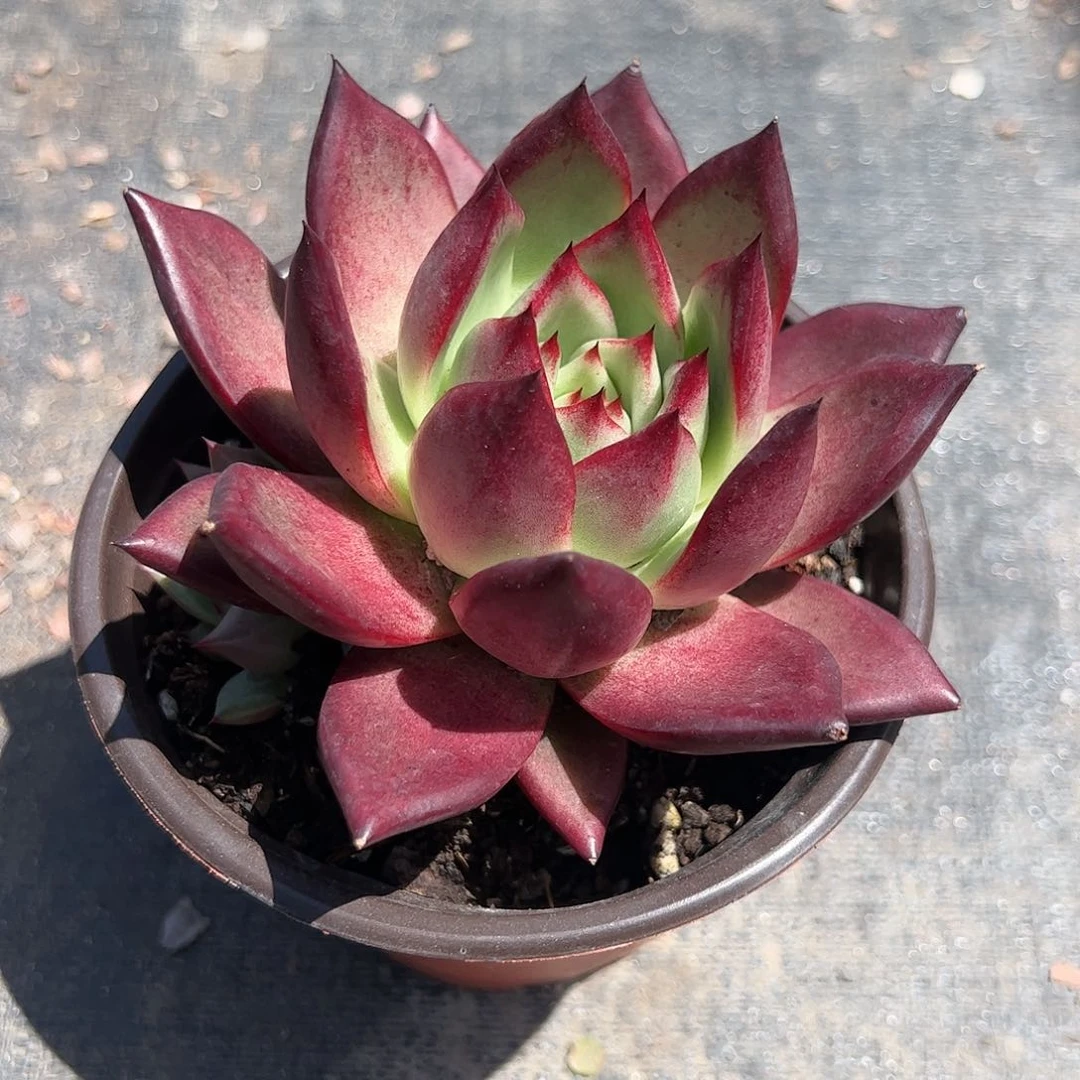 罗宾多肉植物精品