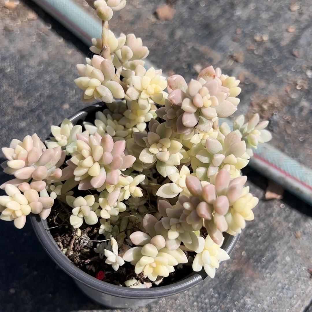 姬秋丽锦多肉植物精品