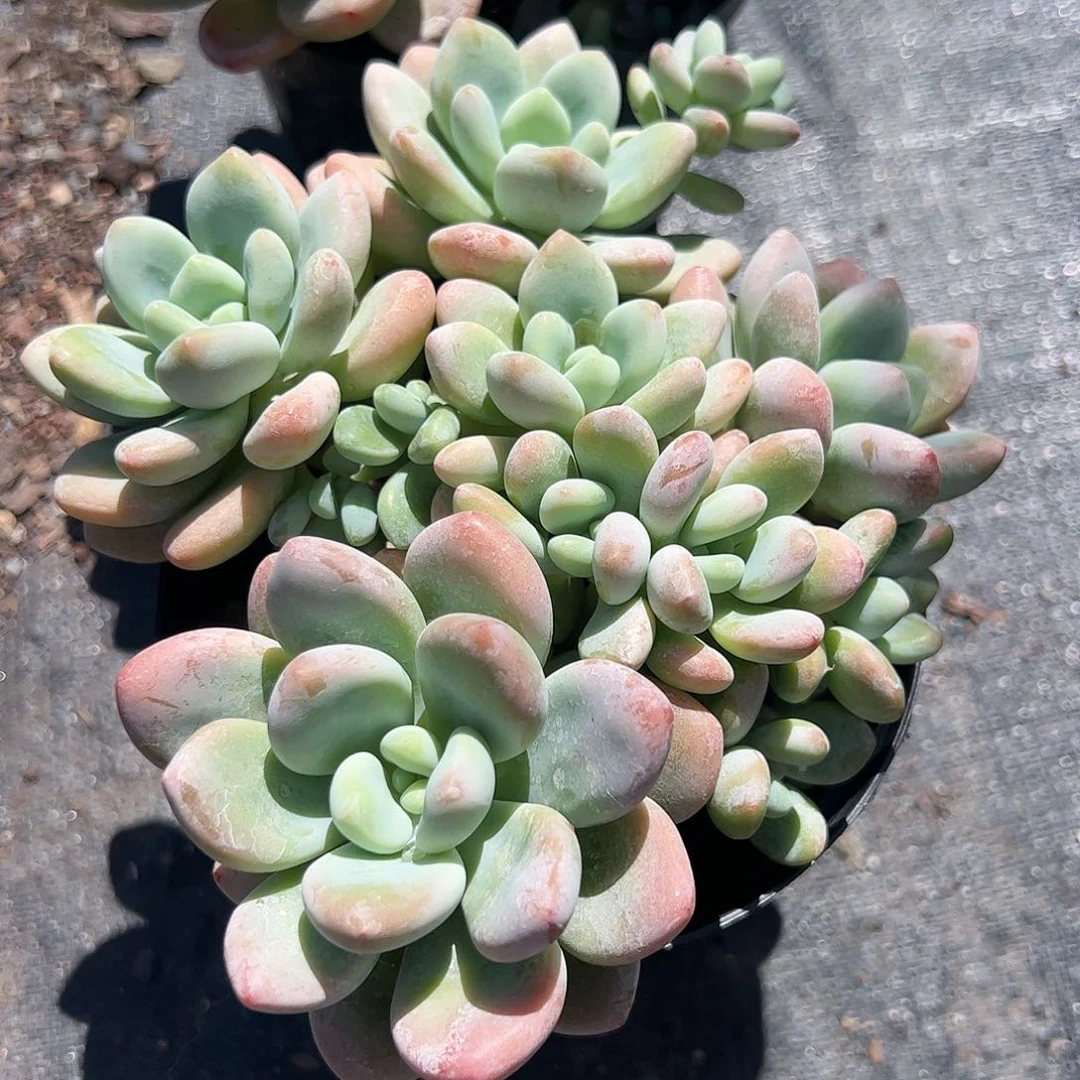 樱花洛神多肉植物精品