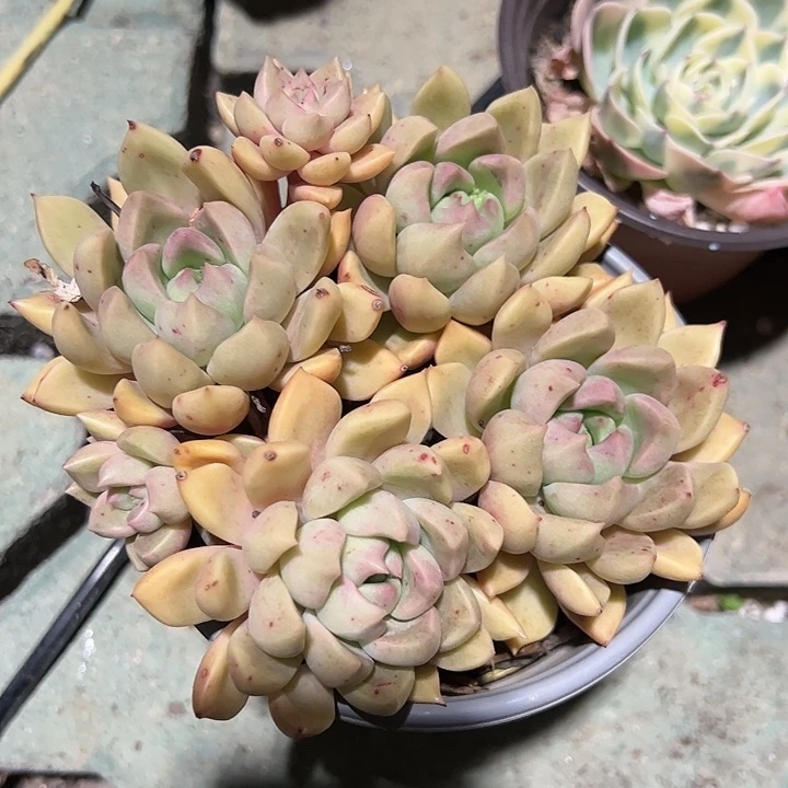 油漆桶整群多肉植物