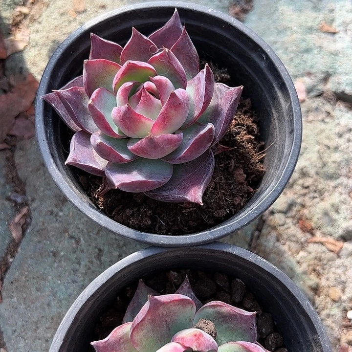 惊鸿仙子多肉植物精品