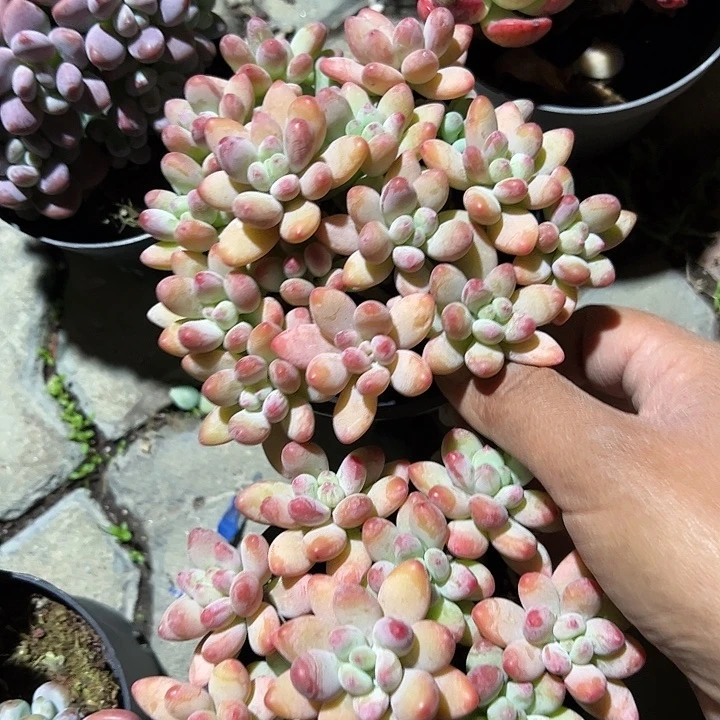 苹果美人多肉植物精品
