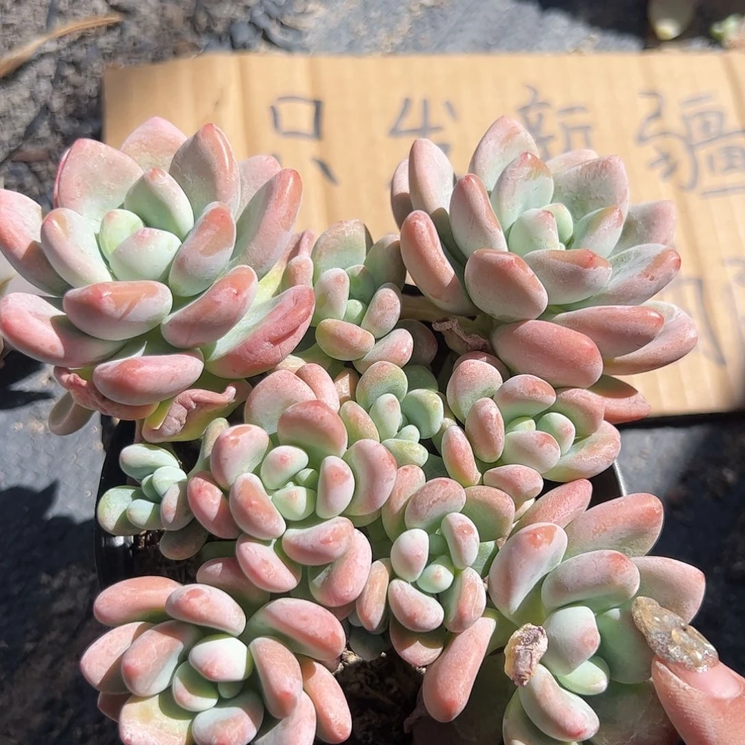 樱花洛神多肉植物精品