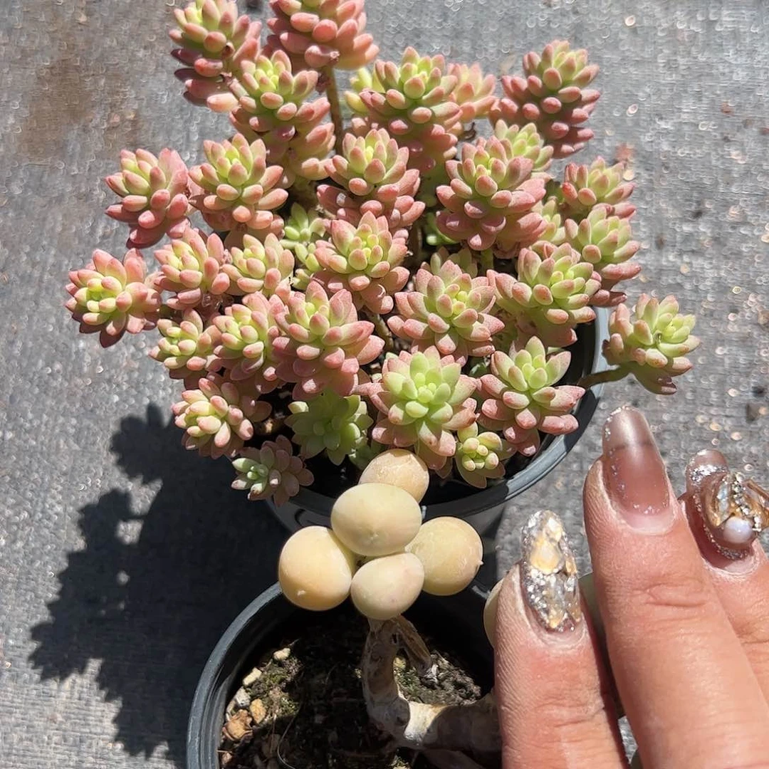 花团锦奶酪多肉植物