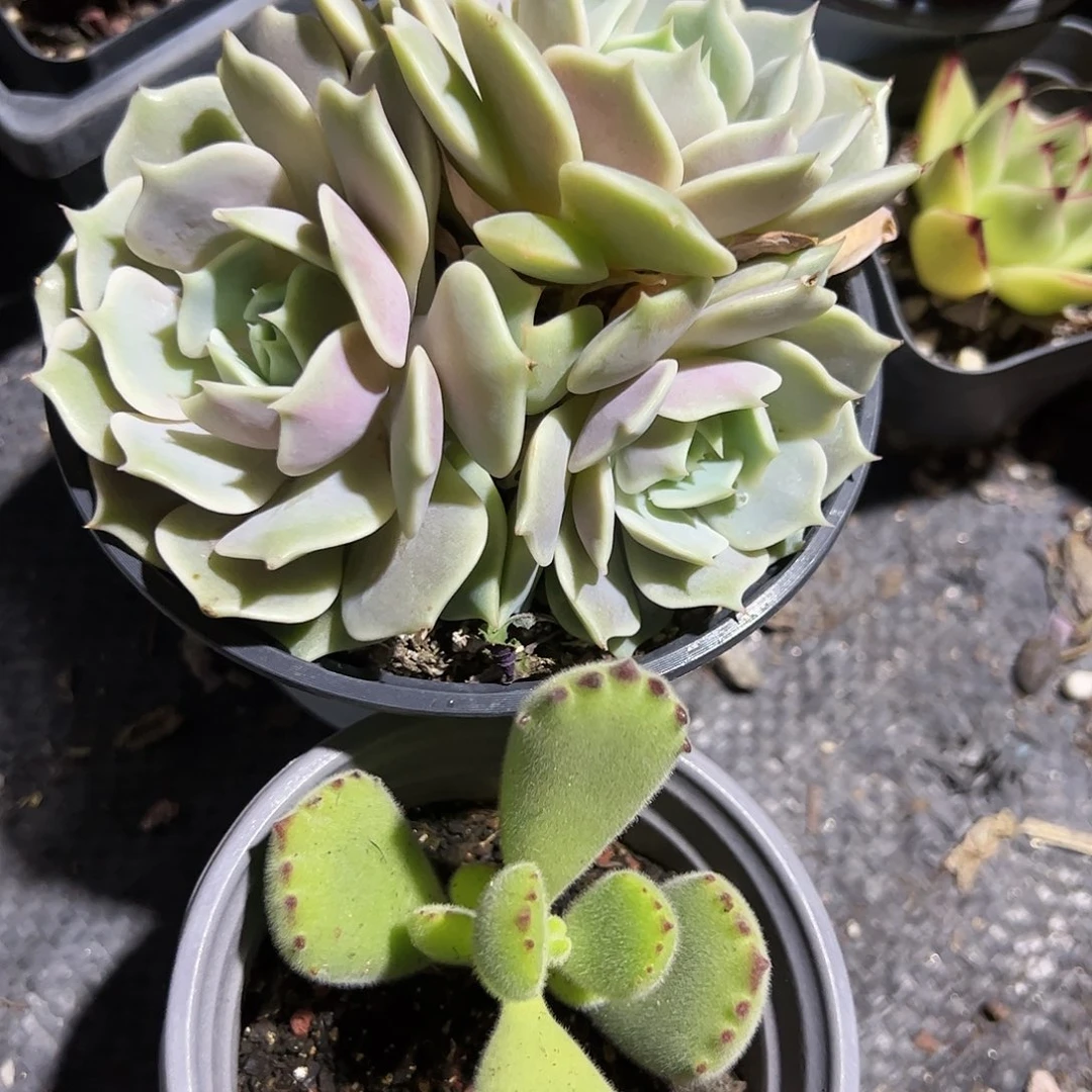 露娜莲熊童子多肉植物