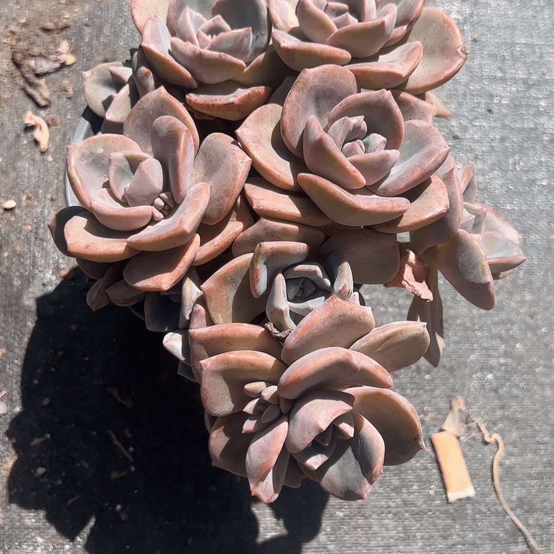 彩虹糖多肉植物精品