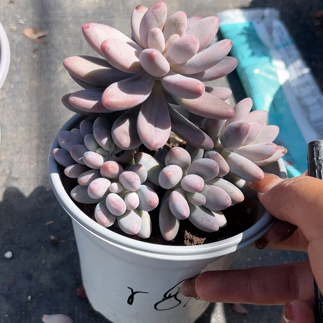 粉色恋人多肉植物