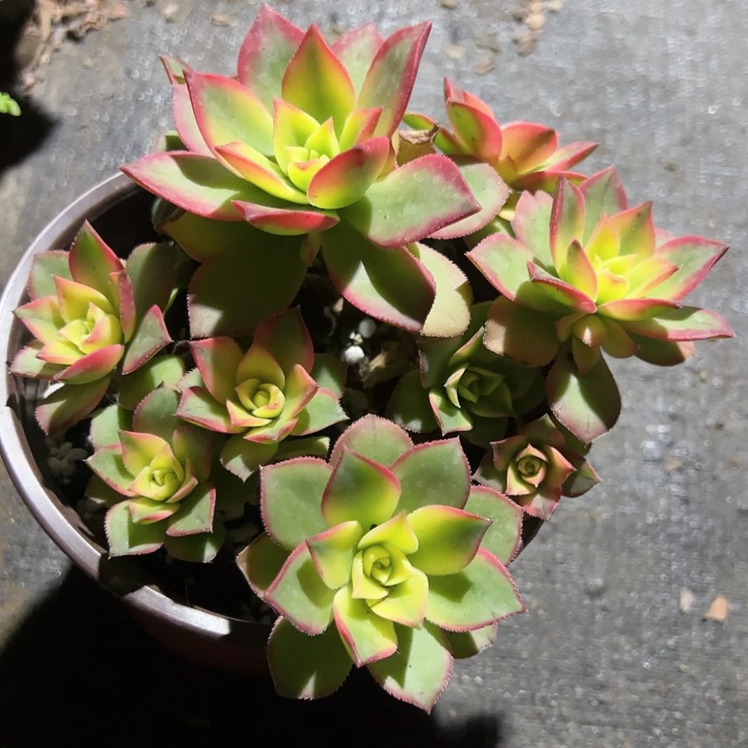 艳日辉多肉植物精品
