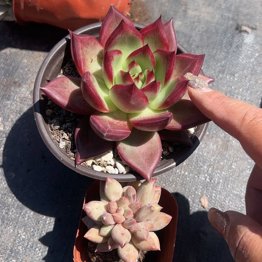 罗宾红蜻蜓多肉植物