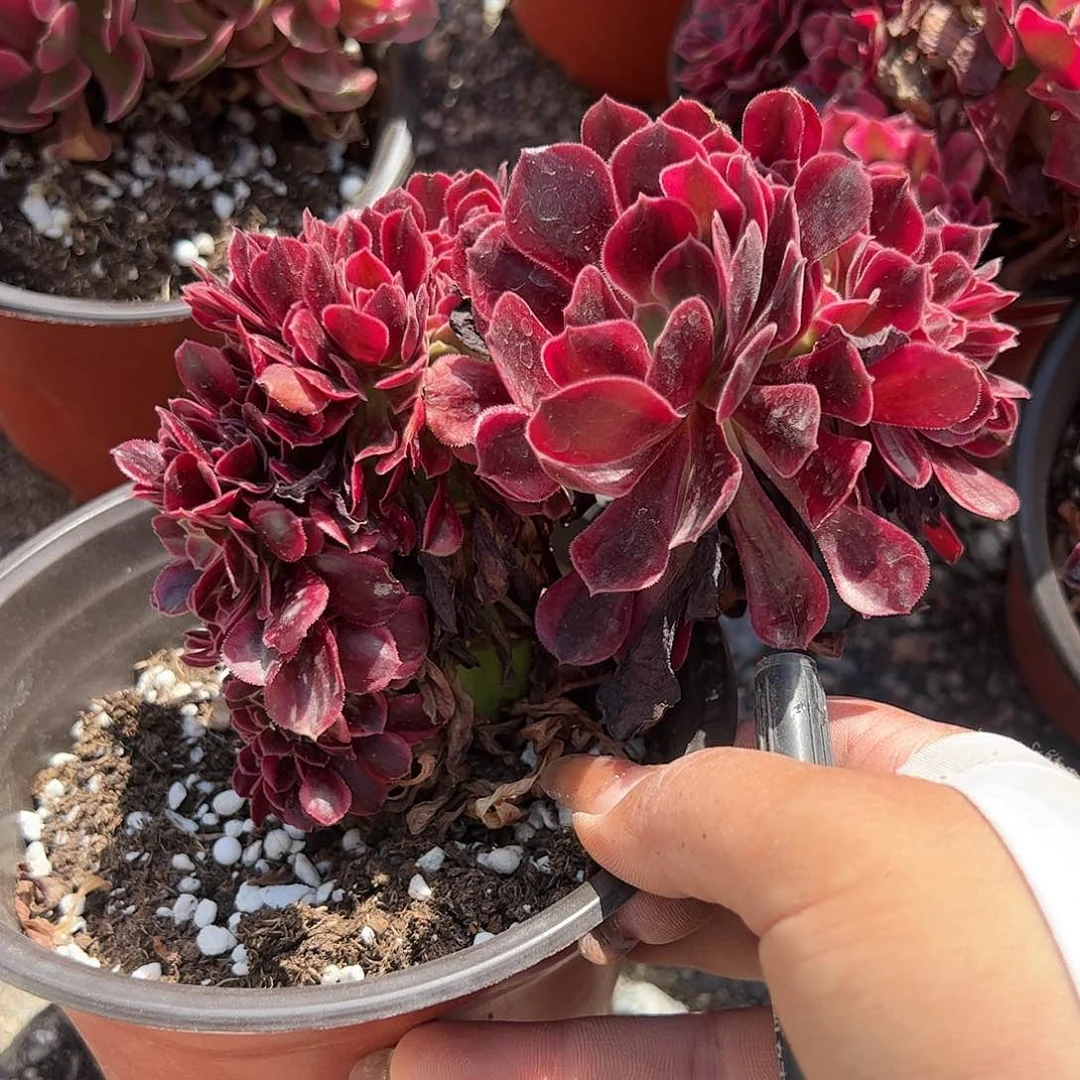 美杜莎缀化多肉植物