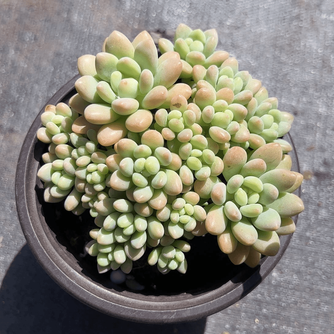 鱼子酱多肉植物精品