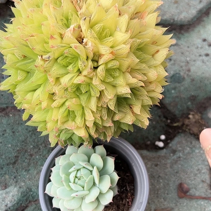 黄金玉露静夜多肉植物