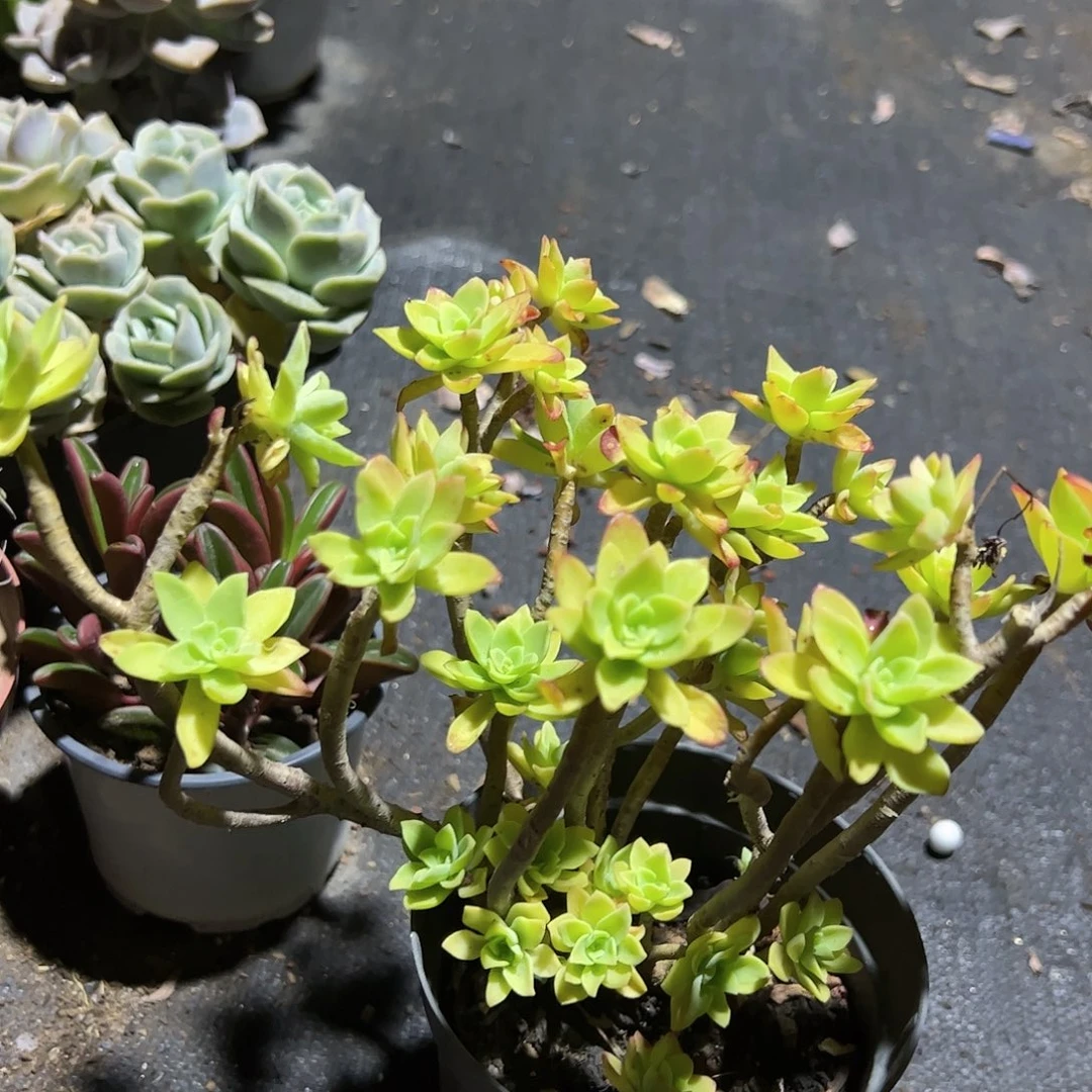 薄化妆多肉植物精品