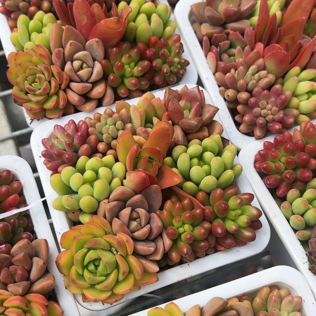 拼盘多肉植物精品