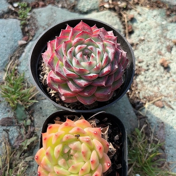 粉水晶麦秆多肉植物