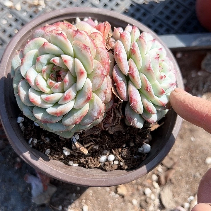 天鹅绒双头二号多肉植物