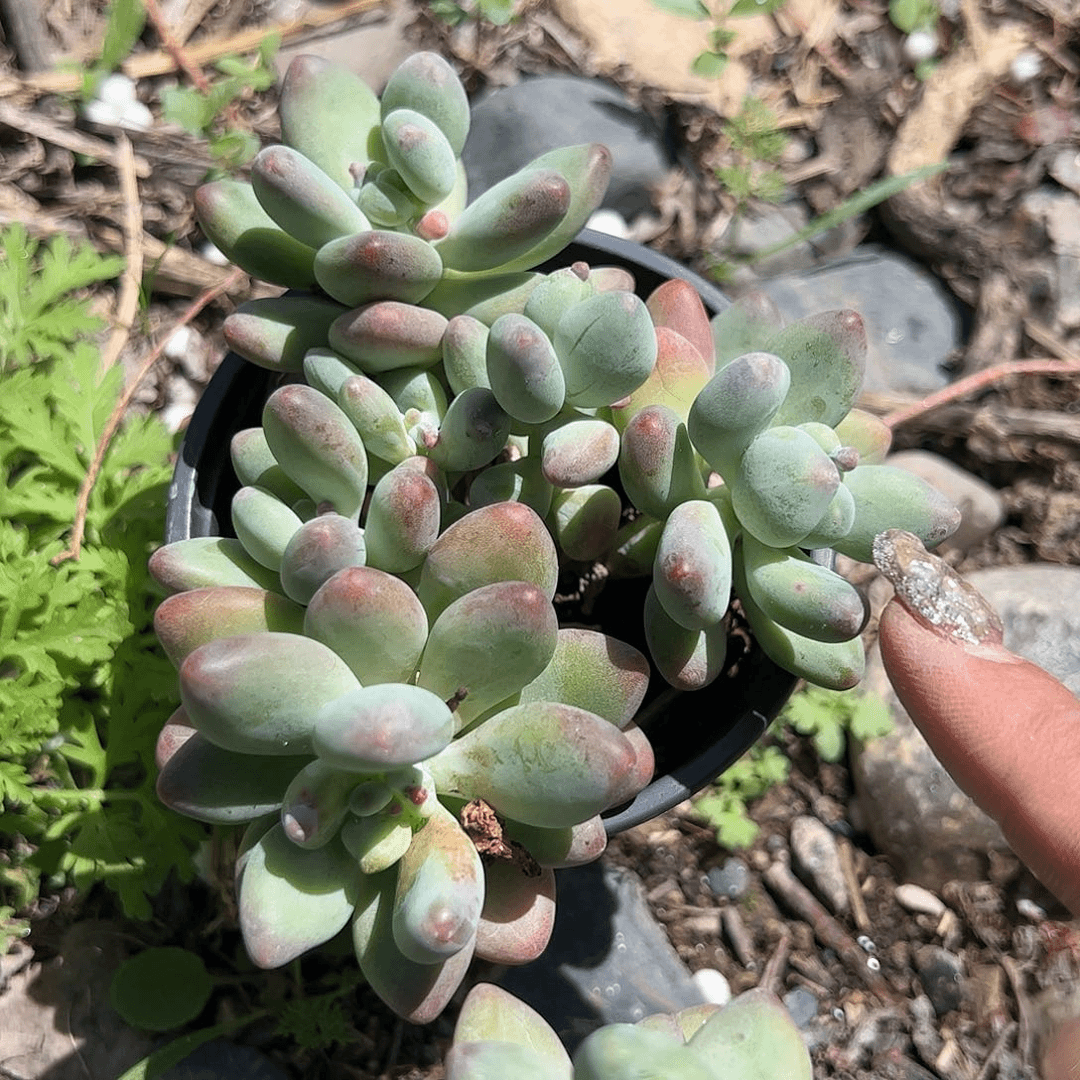 苹果奶酪多肉植物