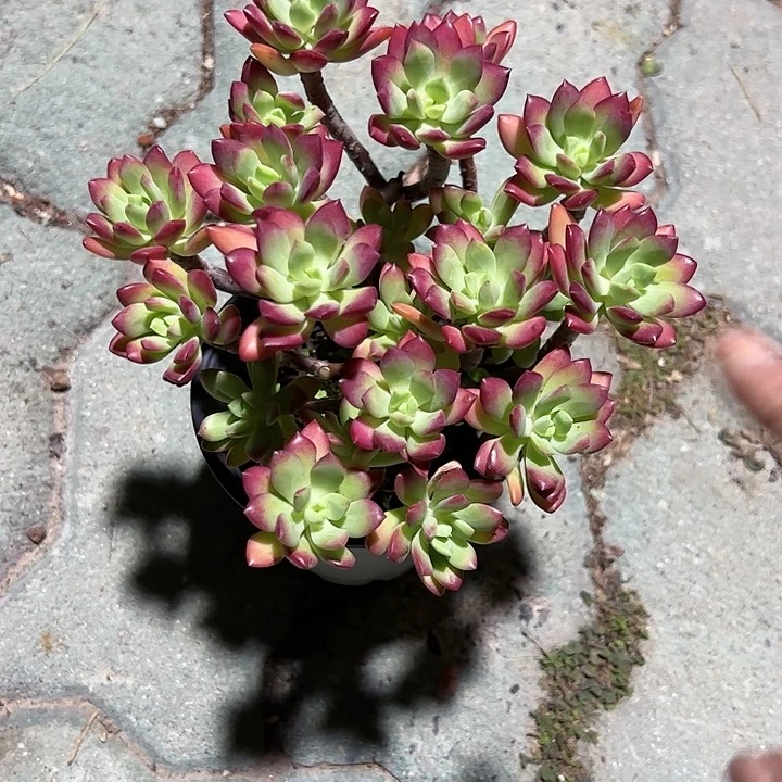 红稚莲老桩多肉植物
