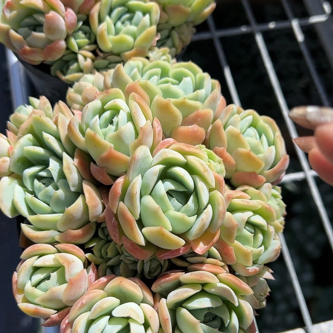 香水贝瑞多肉植物