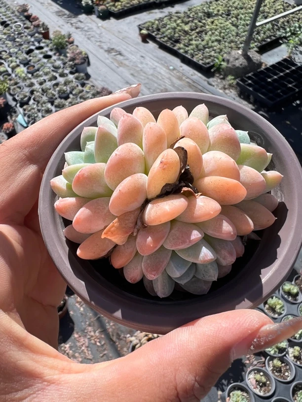 冰玉群生多肉植物 特价放一波