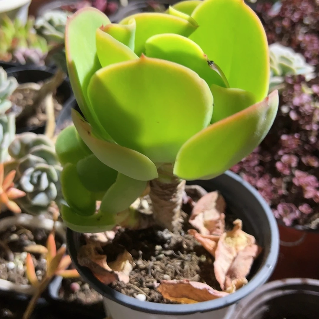 柠檬卷多肉植物精品