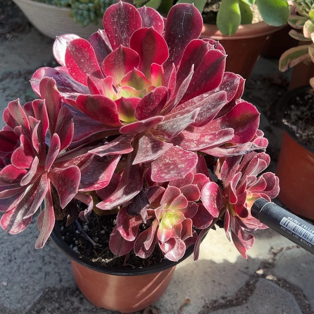 美杜莎手捧多肉植物