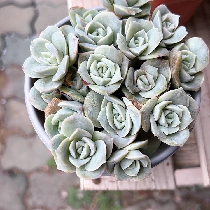 小号可爱玫瑰多肉植物