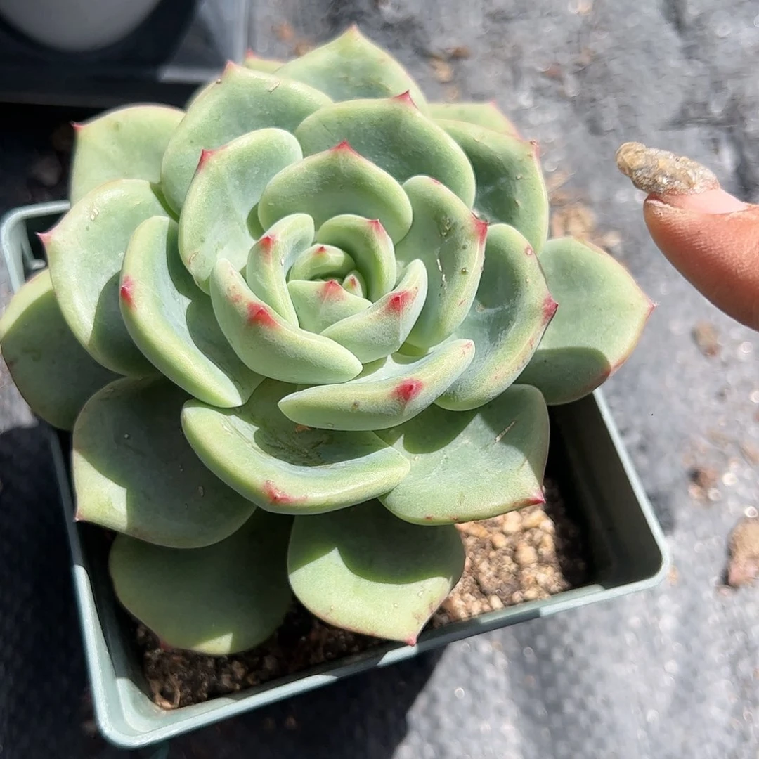 三文鱼多肉植物精品