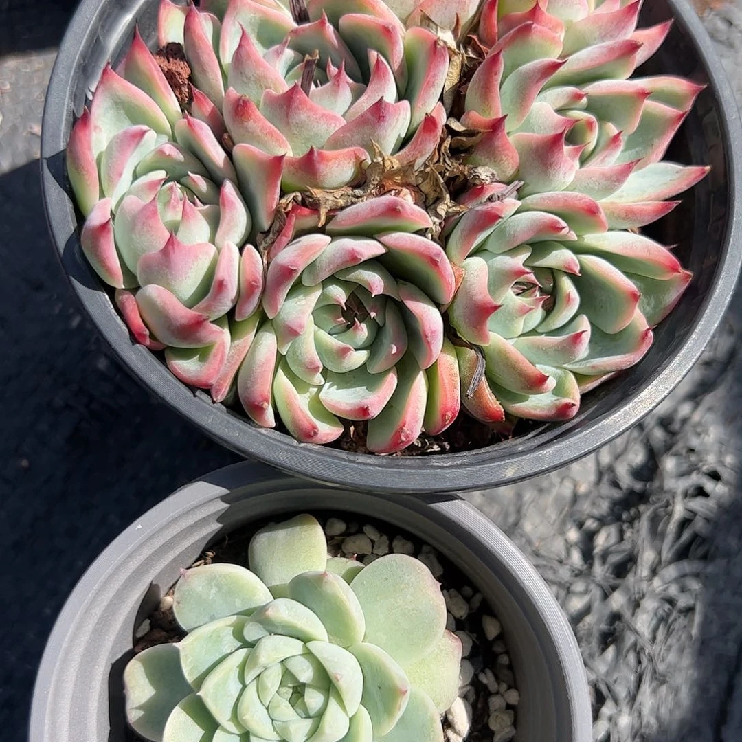 吉娃娃天鹅绒多肉植物精品