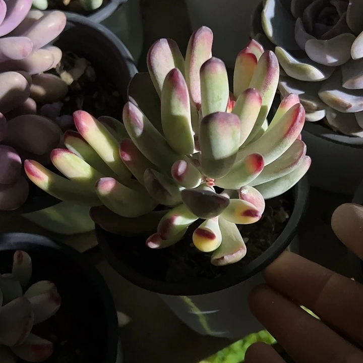 棒叶福娘锦多肉植物