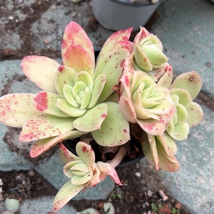 冰玫瑰锦多肉植物精品