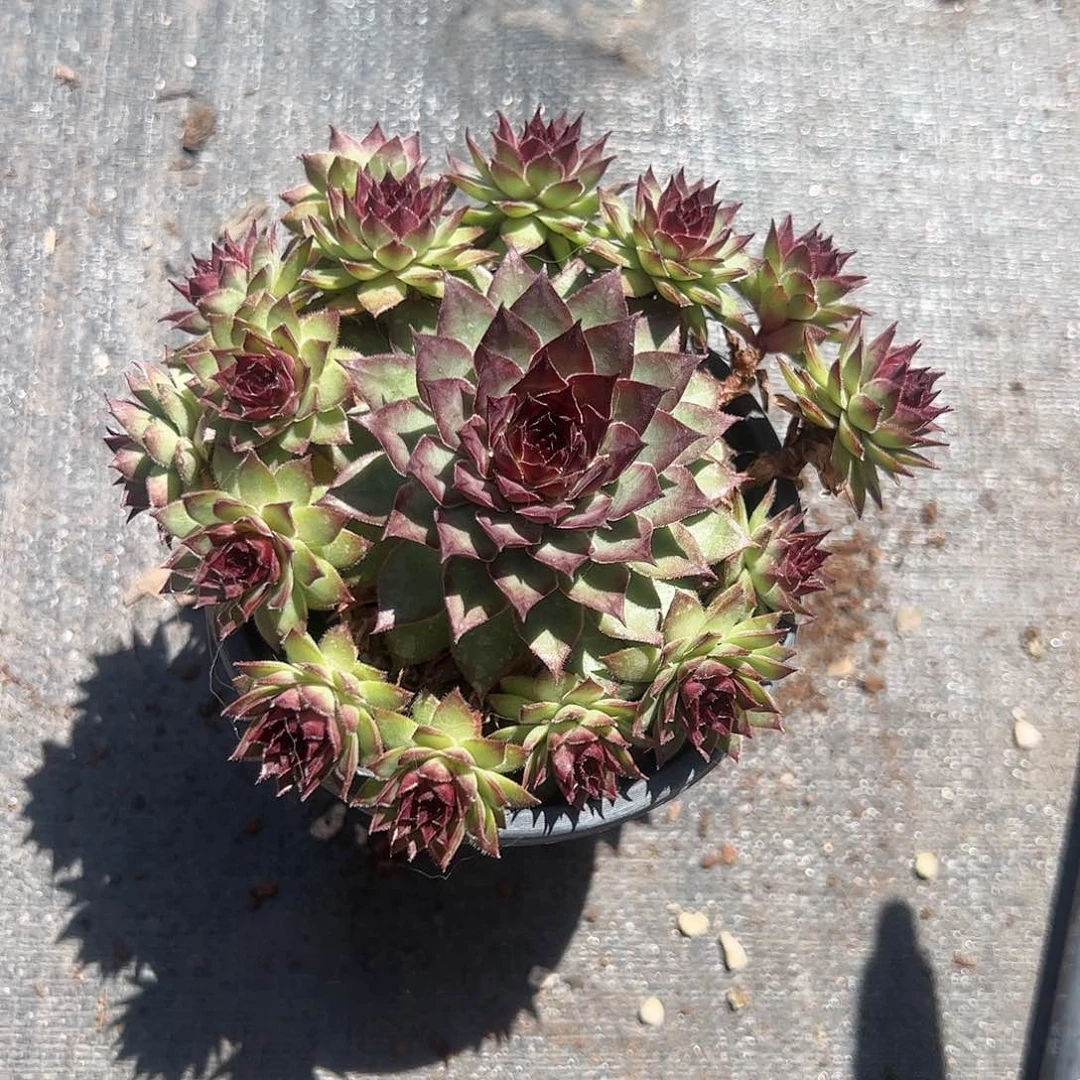 红钻多肉植物精品