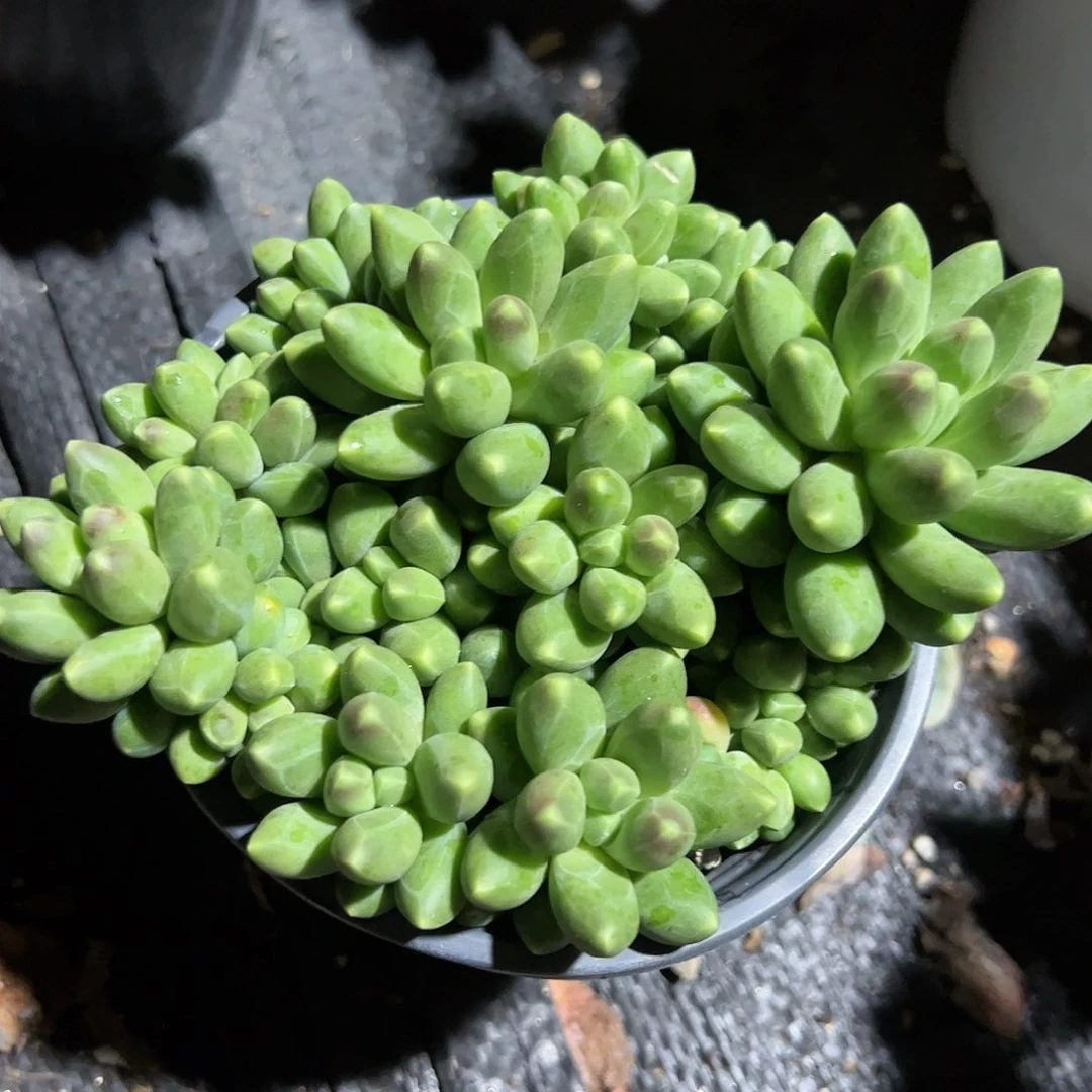 千代田之松多肉植物