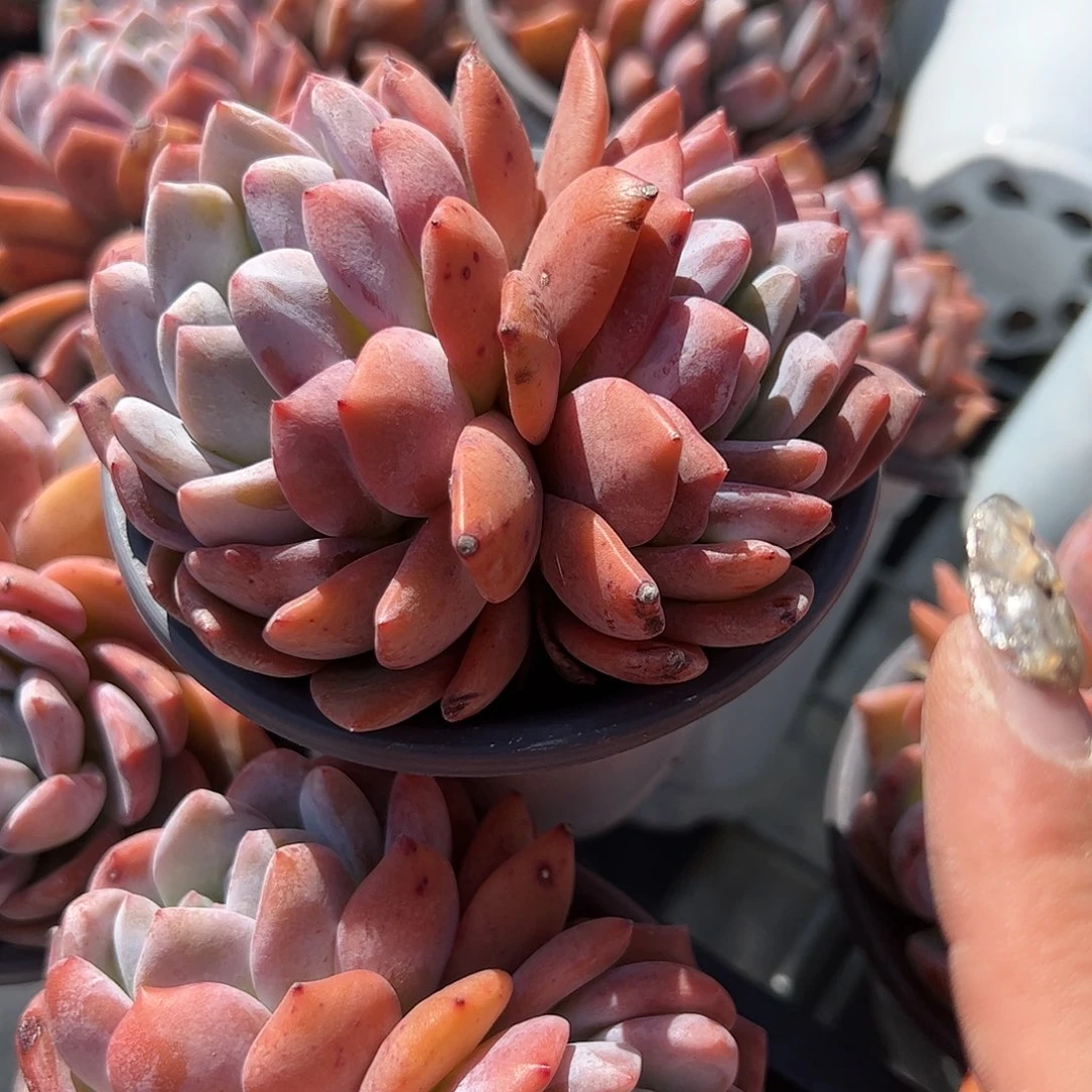 橙梦露双头多肉植物