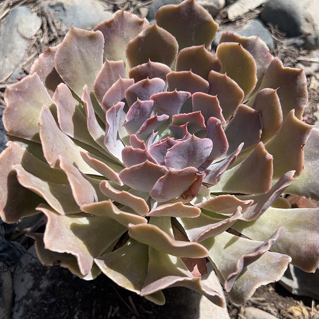 天鹅湖多肉植物精品
