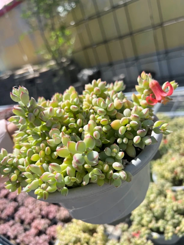 达摩福娘多肉个头大 开花可好看啦